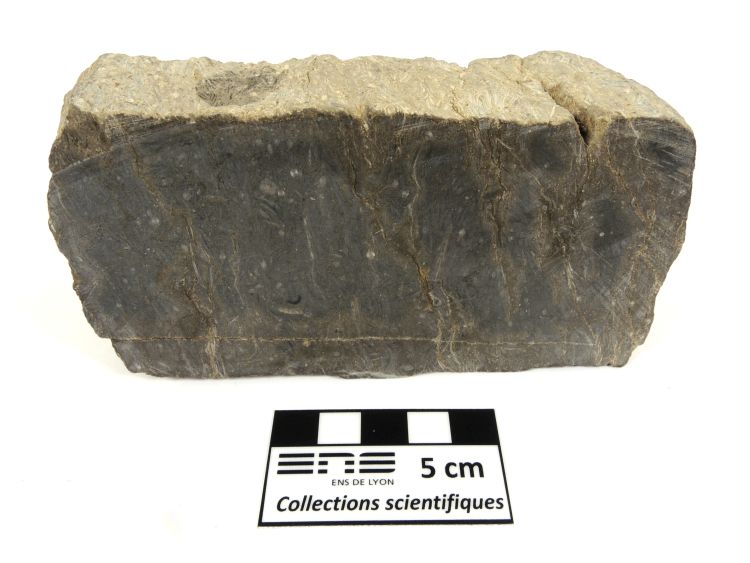 Calcaire gréseux à Discocyclina et Nummulites Calcaire gréseux à Discocyclina et Nummulites Alpes Massif des Bornes  